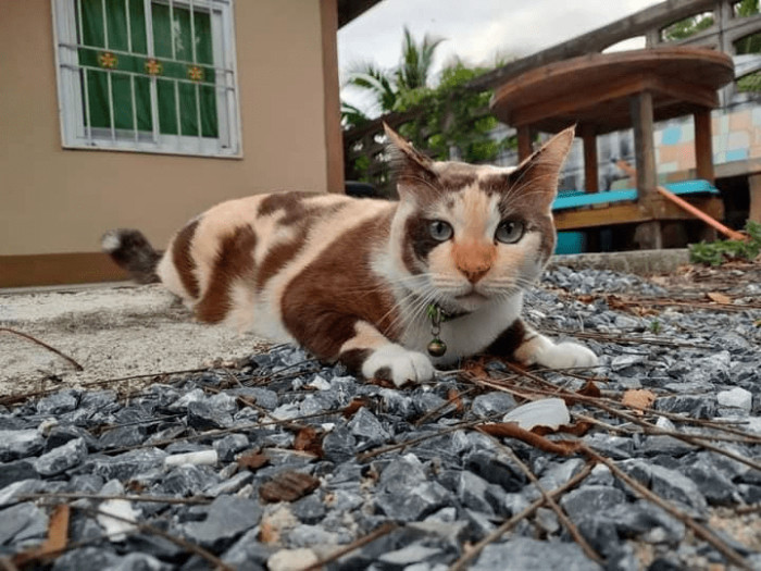 8. Cat with a unique coffee color.