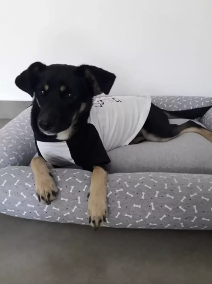 The rescued puppy, now fondly known as Pretinha, sustained only minor injuries. With some extra affection and care, Pretinha made a successful recovery.