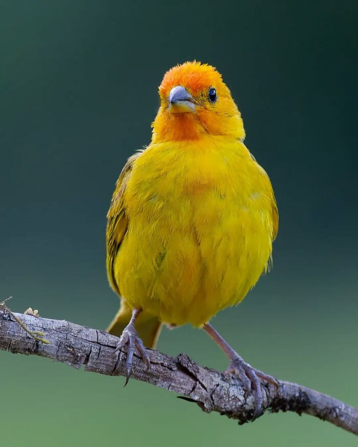 Saffron Finch