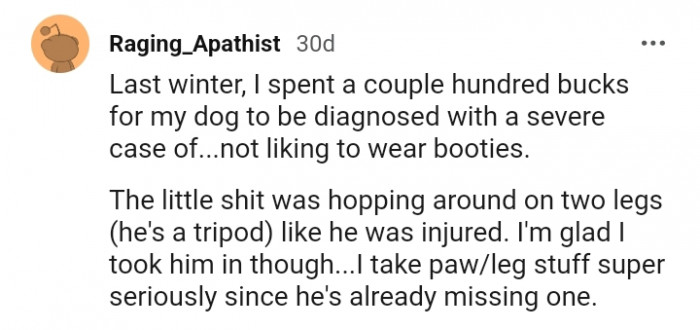 This dog does not like to wear booties