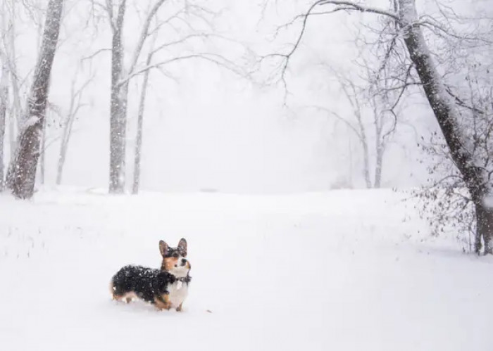 14. There’s nothing like the magical effect of the first snowfall.