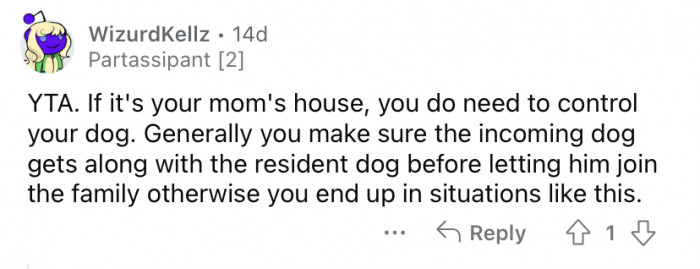 Small dog standing alert, owner evaluating instinct and managing dog conflicts