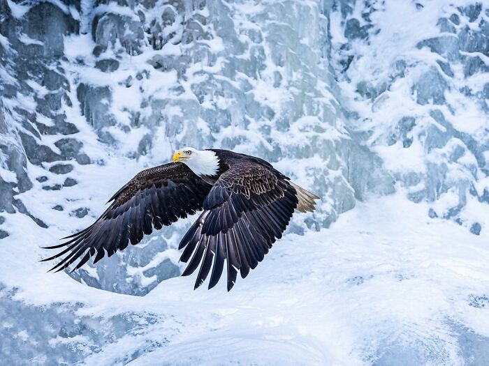 “Frozen Waterfall With Soaring Bald Eagle” By Kathy Sergio