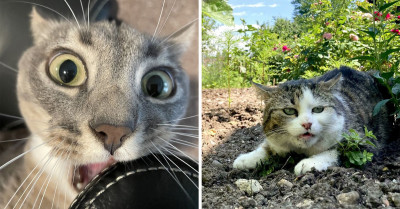 51 Pictures From The 'What's Wrong With Your Cat?' Subreddit That Will Crack You Up