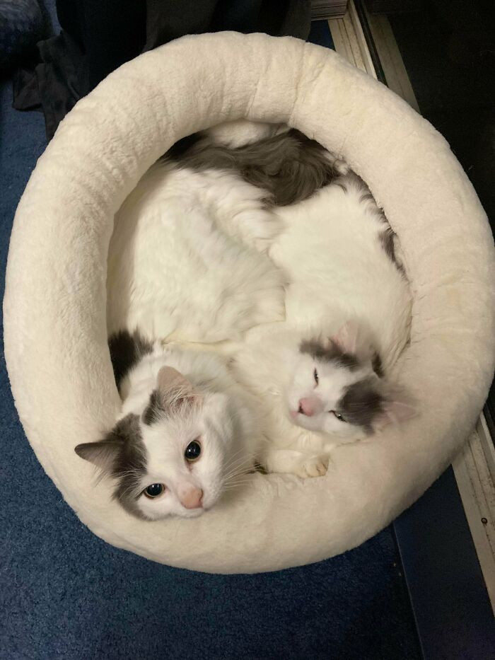 41. "Dobby (smol boi) & Kreacher - rarely ever apart."