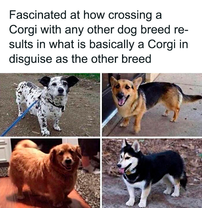26. Crossbreeding a corgi produces great results.