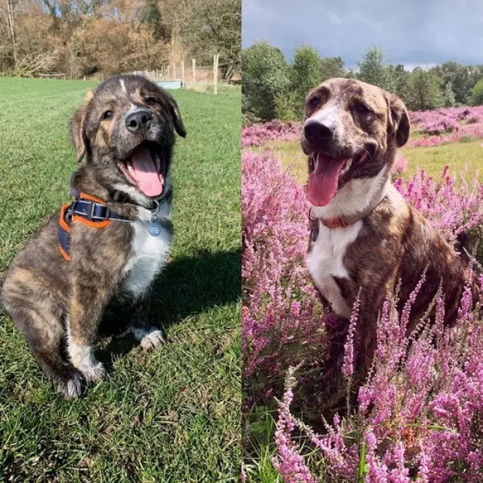 19. Kuma: 12 weeks vs. Nine months