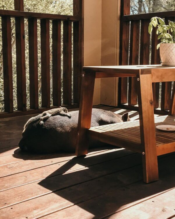 Morgan Joy Groves wasn’t too surprised when Everly returned the squirrel’s attention