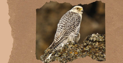 Arctic Birds: 15 Species Built for Life at the Top of the World