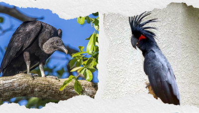20 Black Birds: Crows, Ravens, Grackles, and More