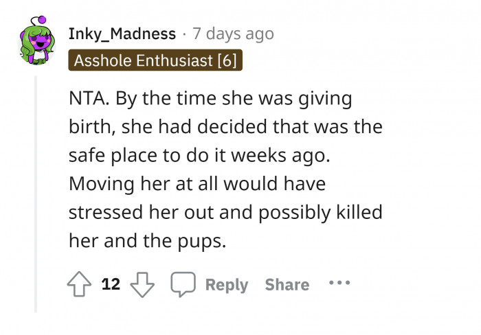 #17 The risks that the mother and her puppies can potentially face.