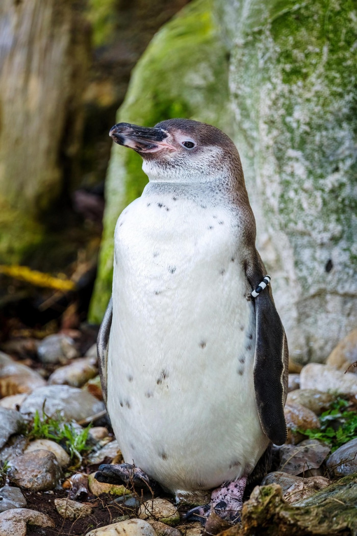 5. Penguins