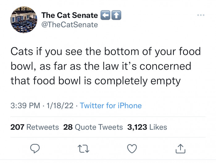 7. Cat logic is ridiculous.