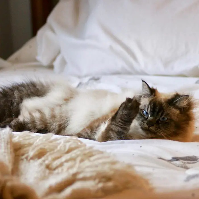 The worst thing you can do right now is disturb my peace, hooman.