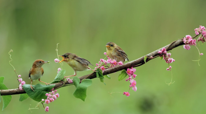Bird Facts About Behavior and Intelligence