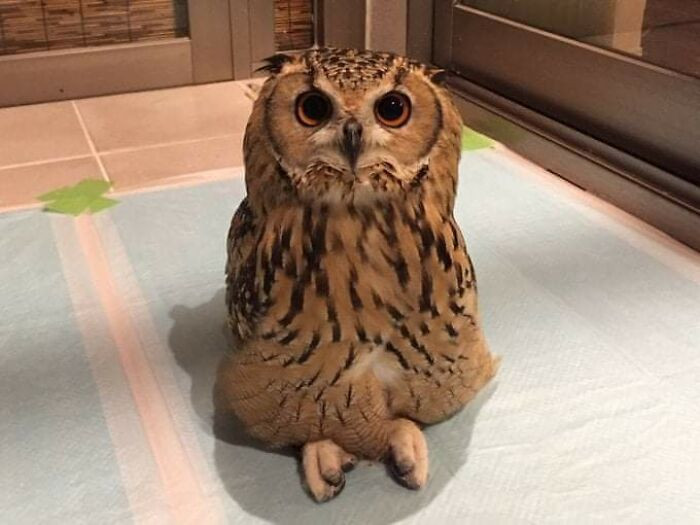 23. Owl sitting