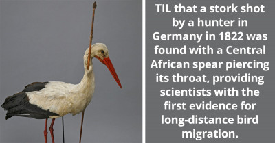 Stork With A Central African Spear Piercing Its Throat Was Found In Germany in 1822, Providing The First Evidence For Long-Distance Bird Migration