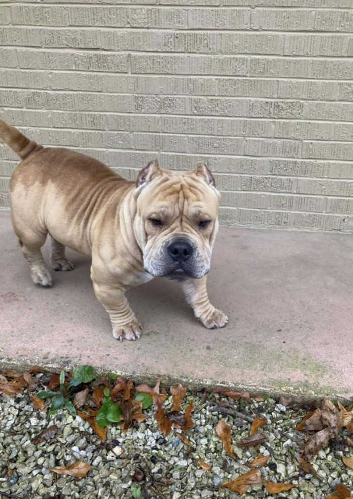 6. A front view of the neighbor's dog, Frankie