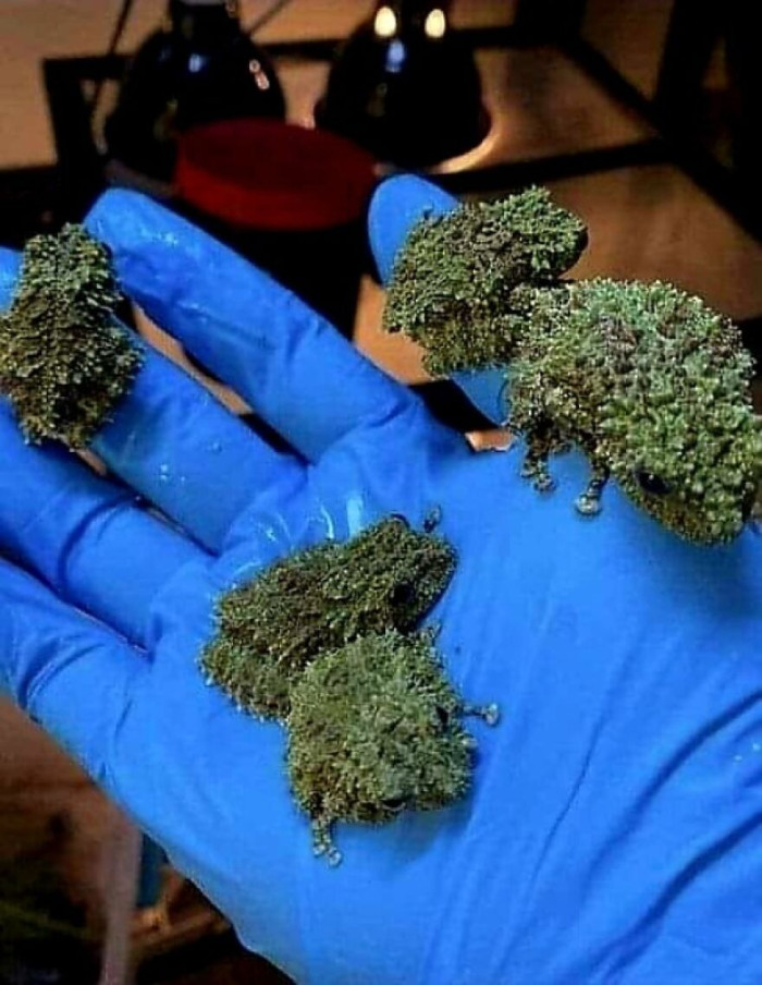 Theloderma Corticale Also Know As Vietnamese Mossy Frog