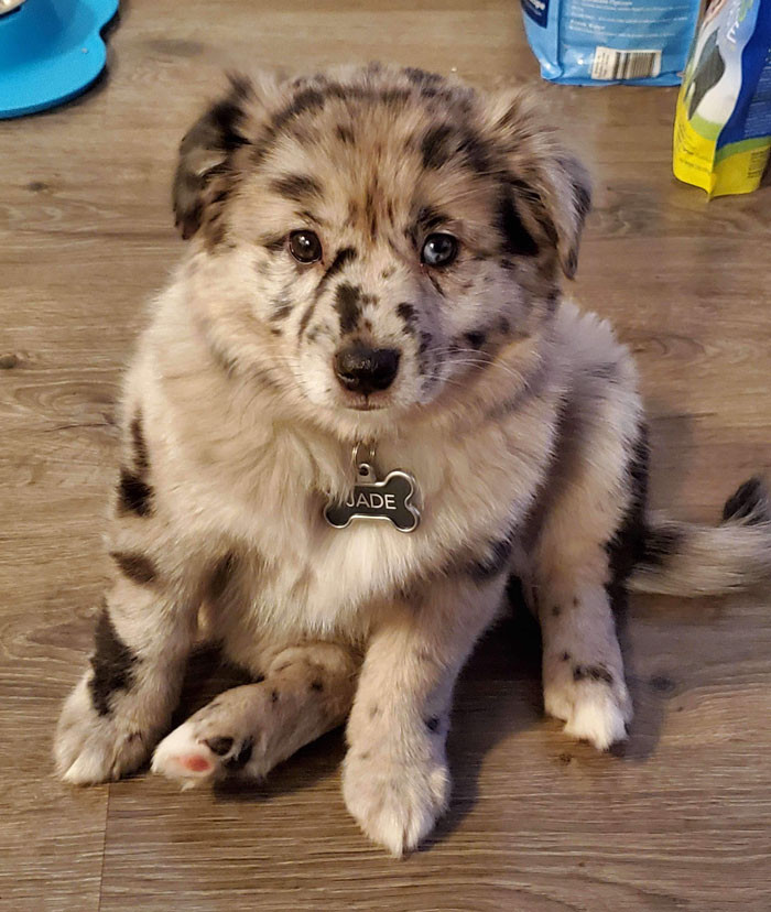 Jade is now 1.5 years young