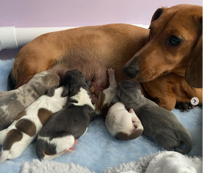 25. Tiny wittle dachshunds