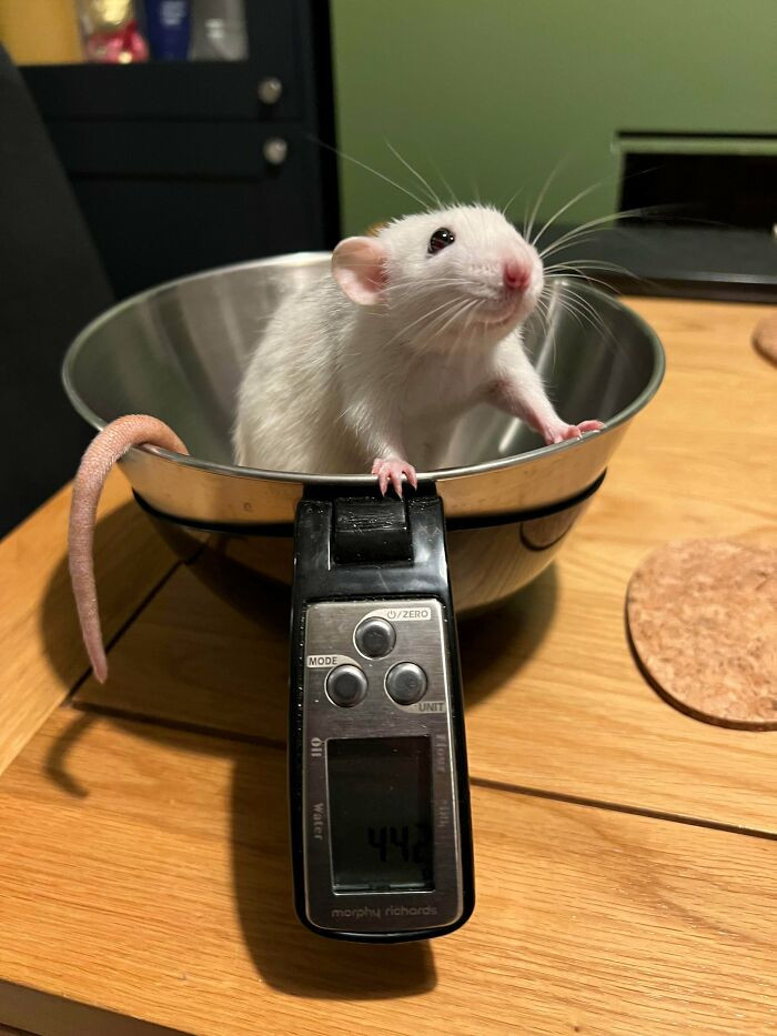 "This Is Frank. She’s Fat"