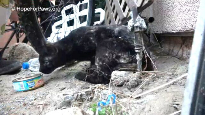 A dog found Tasha and the tiny kittens