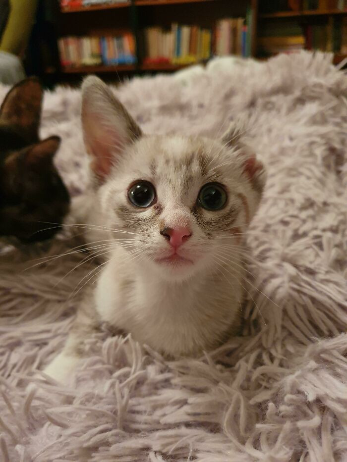 "Daisy, The Kitten Nobody Adopted Because Of Her Ear"