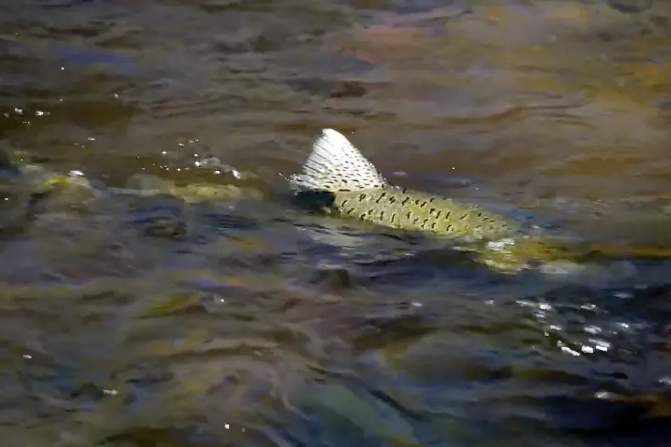 The Impact of Dams on Ecosystems