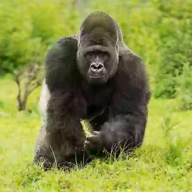 “Gorillas are, in fact, gentle giants,” wildlife conservationist Ron Magill said. “As a wildlife conservationist, I would never want to see this come to fruition.