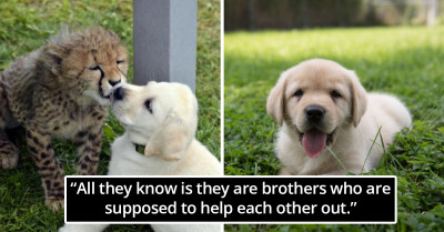 Meet Emmett the Cheetah and Cullen the Dog, the Unlikely Animal Brothers of Columbus Zoo