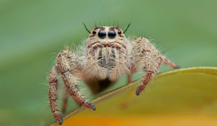 Spider Behavior and Family Life