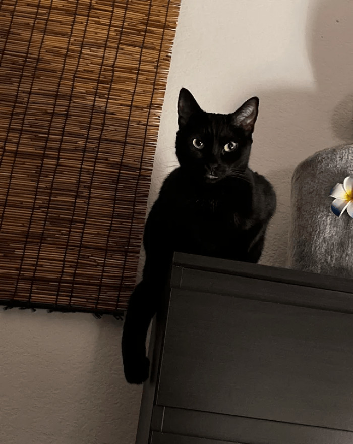 17. "I’m moving overseas with this sweet baby. She is terrified of the carrier. What can I do to help her with this scary transition? I don’t want to sedate her."