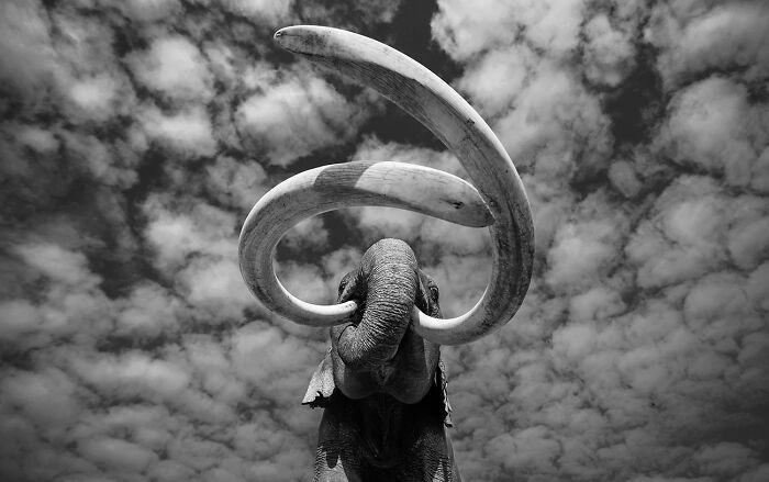 When Mammoths Ruled The Earth From The Series 'Dian's Legendary Super Tuskers' By George Dian Balan