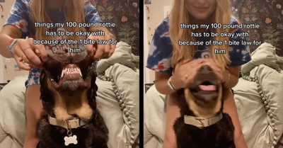 TikToker Shares What She Has To Do To Keep Her 100-Pound Rottweiler From Breaking The “One Bite” Law
