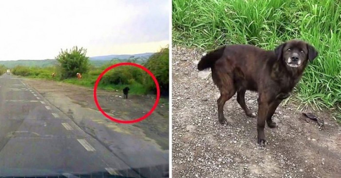 The dog was terrified and exhausted, but he eventually agreed to follow the kind woman