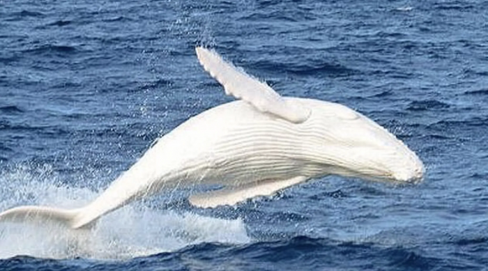 Migaloo is the only known albino whale in the eastern Australia group of whales
