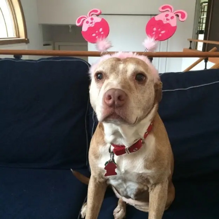 23. Jade's Easter Ears