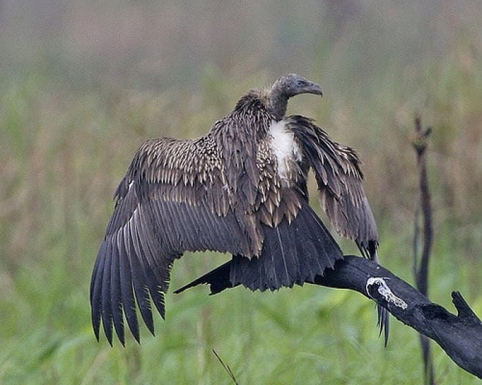 5) White Rumped Vulture