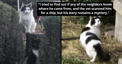 Stray Cat Regularly Visits A Home And Makes Friends With Indoor Cats Through A Door Screen