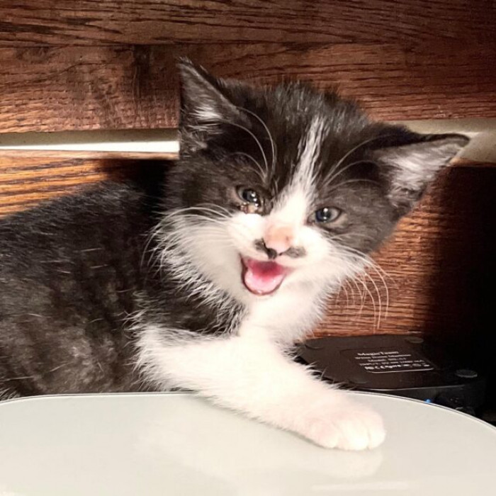 The leader of the litter, Pepper, is a mustachioed gentleman