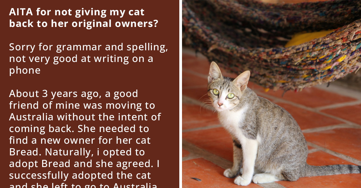 Redditor Refuses To Give Back Adopted Cat To Original Owner After She redditor-refuses-to-give-back-adopted-cat-to-original-owner-after-she