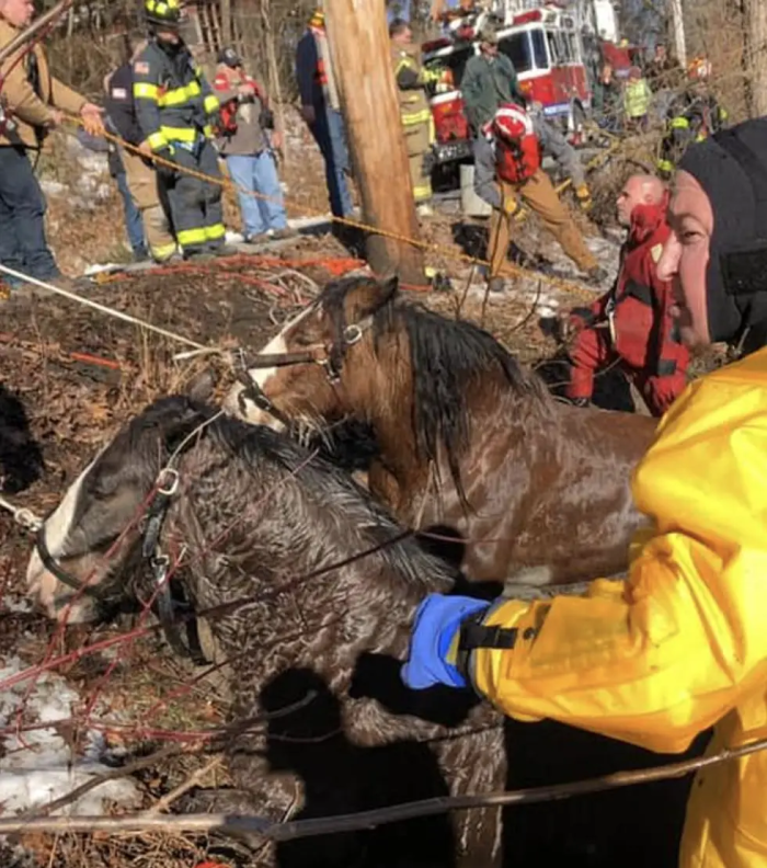 It wasn't easy, but the horses were saved