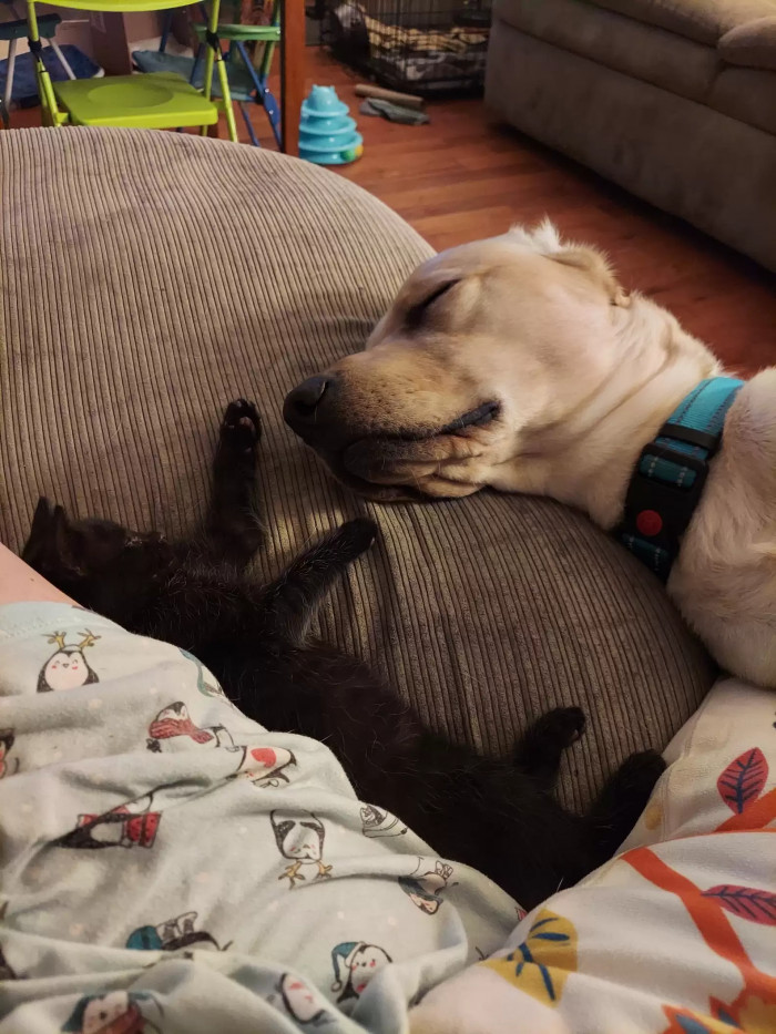 Rex loves his new kitten so much that he doesn't really get excited whenever someone tries to approach it for playtime. He just didn't want to share Casper with anyone else!