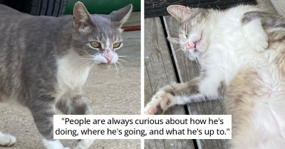 The Moment We’ve Been Waiting For - Cat Star of “Here Comes The Boy” Viral TikTok Now Has an Official Instagram Page