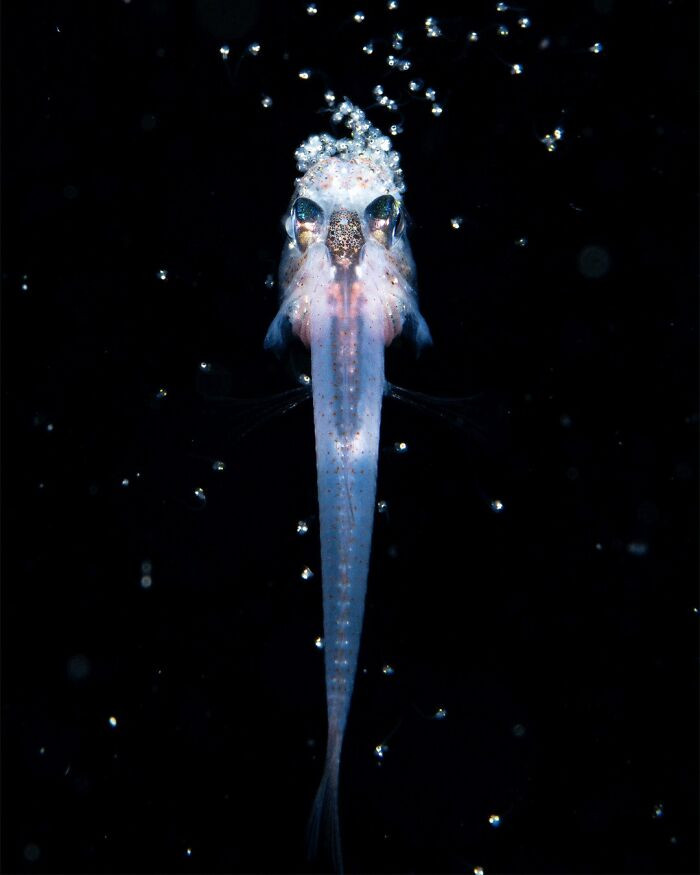 Finalist Conservation (Hope) Photographer Of The Year 2025 - Sho Otani