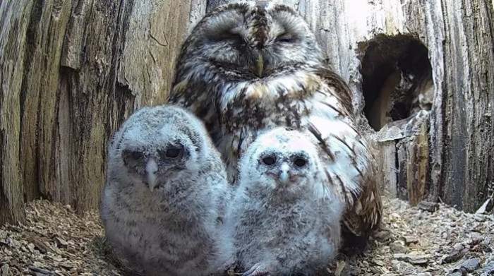 The two owl chicks were less than 2 weeks old, and their chances of survival without a mother were very slim
