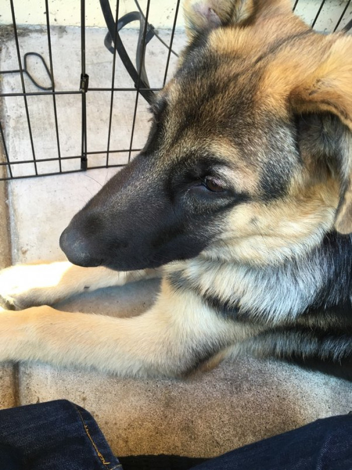 German Shepherd outside, Golden Retriever inside.