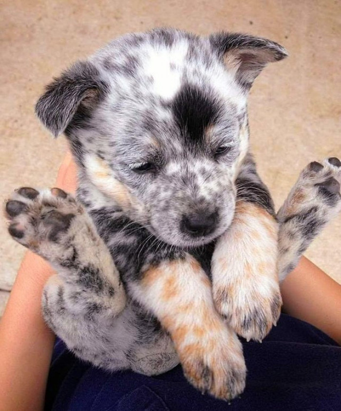 7. "Cookies and Cream Puppy"