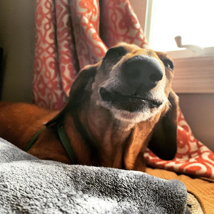 20. “This Is My Old Boi Link – Or Linkers – Or Lonk If I Accidentally Hit The Wrong Key. He’s 10 And Still Very Much A Puppy. Loves Smoochin’"